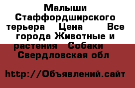 Малыши Стаффордширского терьера  › Цена ­ 1 - Все города Животные и растения » Собаки   . Свердловская обл.